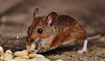 24 Hour & Emergency Exterminators in Peabody, MA